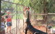 3 In 1 Tour: Matsoâ€™s Brewery, 12 Mile Bird Park & Malcolm Douglas Crocodile Park - thumb 15