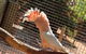 3 In 1 Tour: Matsoâ€™s Brewery, 12 Mile Bird Park & Malcolm Douglas Crocodile Park - thumb 9