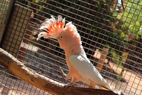 3 In 1 Tour: Matsoâ€™s Brewery, 12 Mile Bird Park & Malcolm Douglas Crocodile Park - Restaurant Gold Coast 9
