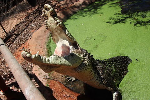 3 In 1 Tour: Matsoâ€™s Brewery, 12 Mile Bird Park & Malcolm Douglas Crocodile Park - Restaurant Gold Coast 3