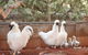 3 In 1 Tour: Matsoâ€™s Brewery, 12 Mile Bird Park & Malcolm Douglas Crocodile Park - thumb 17
