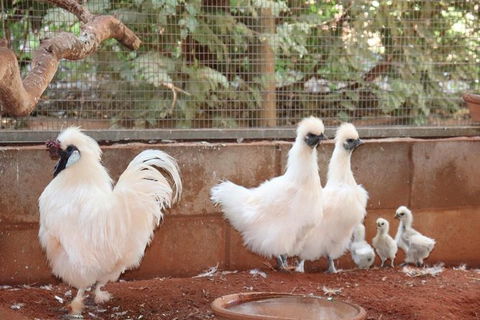 3 In 1 Tour: Matsoâ€™s Brewery, 12 Mile Bird Park & Malcolm Douglas Crocodile Park - Restaurant Gold Coast 17