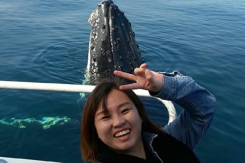 Whale Watching Dunsborough - Restaurant Gold Coast 1