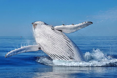 Whale Watching Dunsborough - Restaurant Gold Coast 0