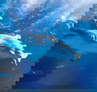 Snorkel with Sharks at AQWA - Restaurant Gold Coast