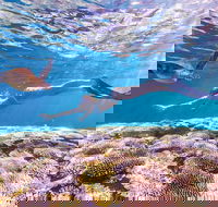 7-Day Exmouth Explorer via Pinnacles Monkey Mia Ningaloo Reef returning to Perth - Restaurant Gold Coast