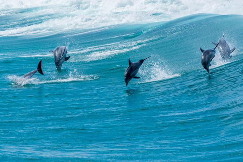 Full-Day Busselton Jetty, Train Ride & Dophin Discovery - Restaurant Gold Coast 1