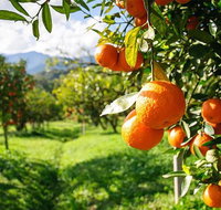 Full-Day Swan Valley Wildlife Park Winery  Fruit Orchard - Restaurant Gold Coast
