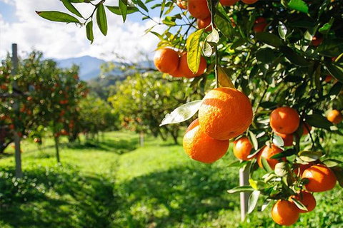 Full-Day Swan Valley, Wildlife Park, Winery & Fruit Orchard - Restaurant Gold Coast 0