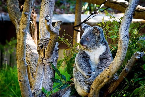 Full-Day Swan Valley, Wildlife Park, Winery & Fruit Orchard - Restaurant Gold Coast 1