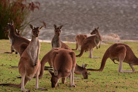 Half-Day Swan Valley & Wildlife Park Tour - Restaurant Gold Coast 1