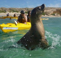Penguin and Seal Island Kayak Tour - Restaurant Gold Coast