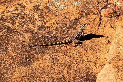 The Big Wave Rock (Private) Day Tour - Restaurant Gold Coast 4