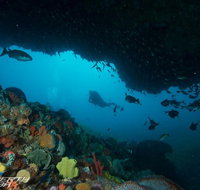 Rottnest Island scuba diving from Fremantle - Restaurant Gold Coast