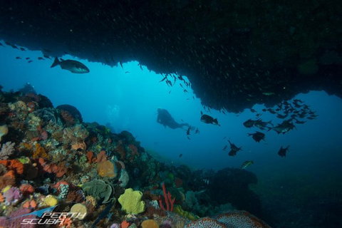 Rottnest Island Scuba Diving From Fremantle - Restaurant Gold Coast 0
