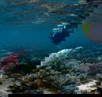 3 Night Ningaloo Reef Snorkel and Dive Getaway from Coral Bay - Restaurant Gold Coast