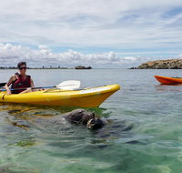 Seal Island and Penguin Island or Point Peron Sea Kayak Tour - Restaurant Gold Coast