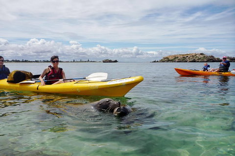 Seal Island And Penguin Island Or Point Peron Sea Kayak Tour - Restaurant Gold Coast 0