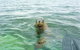 Seal Island And Penguin Island Or Point Peron Sea Kayak Tour - thumb 4
