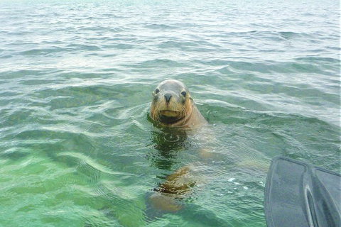 Seal Island And Penguin Island Or Point Peron Sea Kayak Tour - Restaurant Gold Coast 4