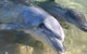 4-Day Coastal Loop Via Monkey Mia Wild Dolphins Kalbarri Pinnacles Perth Return - thumb 1
