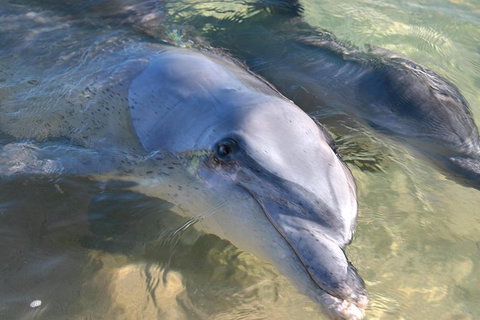 4-Day Coastal Loop Via Monkey Mia Wild Dolphins Kalbarri Pinnacles Perth Return - Restaurant Gold Coast 1