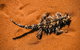 4-Day Coastal Loop Via Monkey Mia Wild Dolphins Kalbarri Pinnacles Perth Return - thumb 3