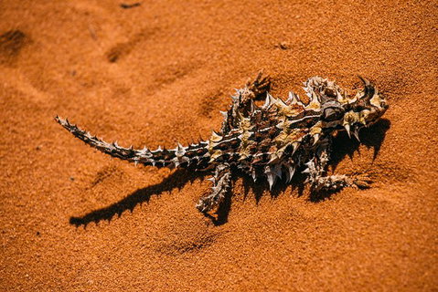 4-Day Coastal Loop Via Monkey Mia Wild Dolphins Kalbarri Pinnacles Perth Return - Restaurant Gold Coast 3
