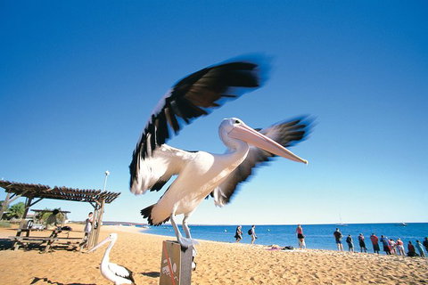4-Day Coastal Loop Via Monkey Mia Wild Dolphins Kalbarri Pinnacles Perth Return - Restaurant Gold Coast 12