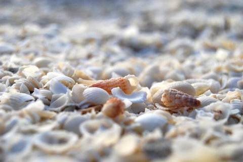 4-Day Coastal Loop Via Monkey Mia Wild Dolphins Kalbarri Pinnacles Perth Return - Restaurant Gold Coast 7
