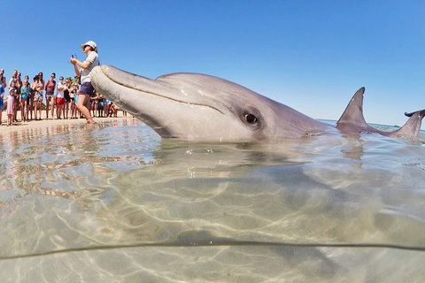 4-Day Coastal Loop Via Monkey Mia Wild Dolphins Kalbarri Pinnacles Perth Return - Restaurant Gold Coast 2