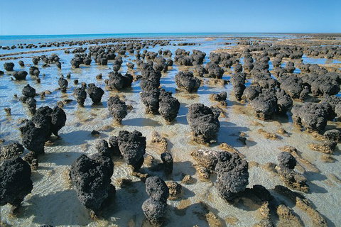 6-Day Coral Coaster From Perth To Exmouth One-Way Via Monkey Mia Ningaloo Reef - Restaurant Gold Coast 7