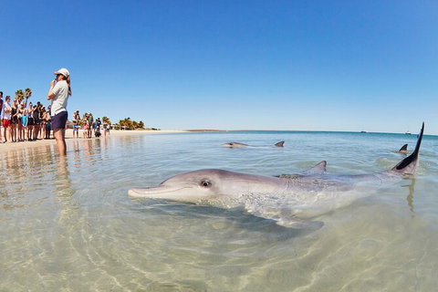 6-Day Coral Coaster From Perth To Exmouth One-Way Via Monkey Mia Ningaloo Reef - Restaurant Gold Coast 9