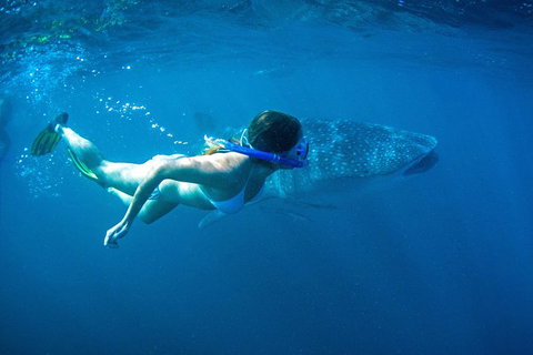 6-Day Coral Coaster From Perth To Exmouth One-Way Via Monkey Mia Ningaloo Reef - Restaurant Gold Coast 10