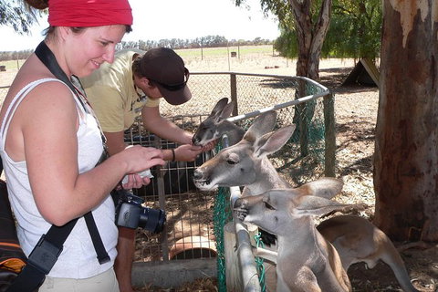1 Day Pinnacles, Wildlife & Sandboarding - Restaurant Gold Coast 1