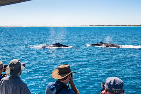 Half-Day Whale Watching Sunset Cruise From Broome - Restaurant Gold Coast 5