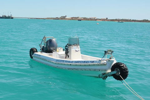 Half-Day Whale Watching Sunset Cruise From Broome - Restaurant Gold Coast 4