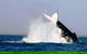 Half-Day Whale Watching Sunset Cruise From Broome - thumb 6