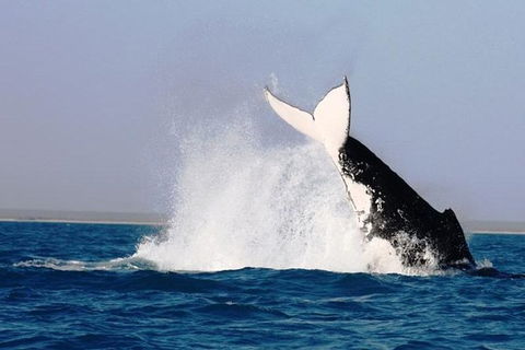 Half-Day Whale Watching Sunset Cruise From Broome - Restaurant Gold Coast 6