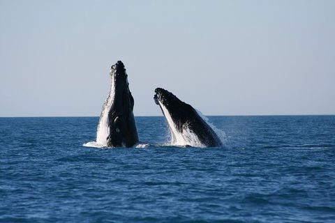 Half-Day Whale Watching Sunset Cruise From Broome - Restaurant Gold Coast 3