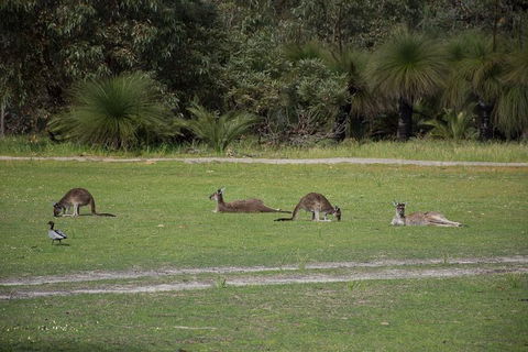 Yanchep & Lancelin - Wildlife, Cave And Sands - Restaurant Gold Coast 8