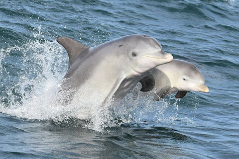 Mandurah Dolphin And Scenic Marine Cruise - Restaurant Gold Coast 12