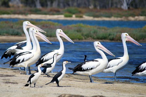 Mandurah Dolphin And Scenic Marine Cruise - Restaurant Gold Coast 7