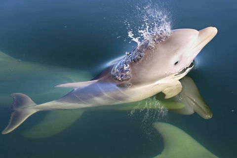 Mandurah Dolphin And Scenic Marine Cruise - Restaurant Gold Coast 4