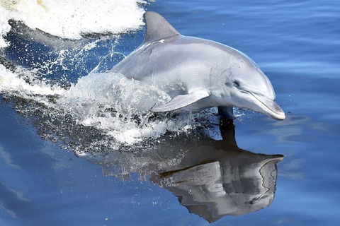Mandurah Dolphin Island Adventure - Restaurant Gold Coast 14