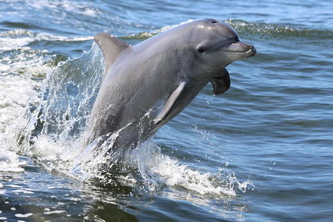Mandurah Dolphin Island Adventure - Restaurant Gold Coast 11