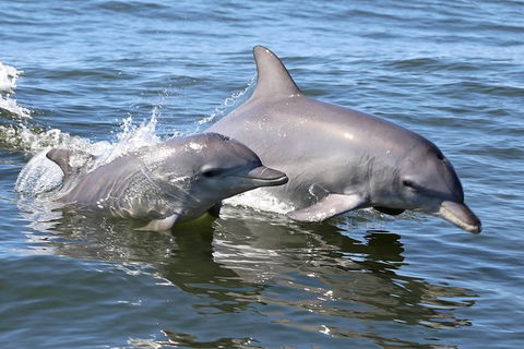 Mandurah Dolphin Island Adventure - Restaurant Gold Coast 6