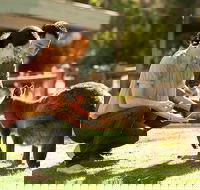 Very Best of Perth Tour - Wildlife Park  City Highlights Tour - Restaurant Gold Coast