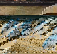 Half Day Phillip Island Penguin Parade PLUS Tour - Restaurant Gold Coast