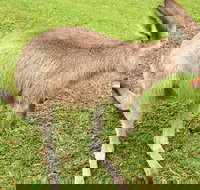 2 Day Exclusively Private Tour Of Phillip Island  The Penguin Parade - Restaurant Gold Coast